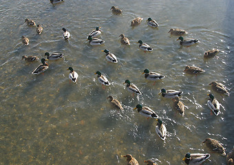 Image showing Wild ducks in water