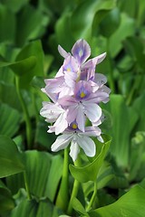 Image showing A close-up photo of beautiful flowers