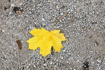 Image showing Autumn leaf