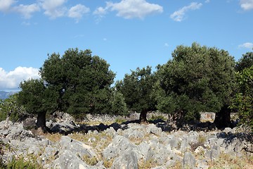 Image showing Olive grove