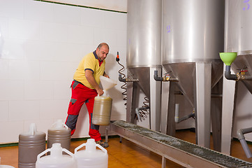 Image showing Collecting olive oil