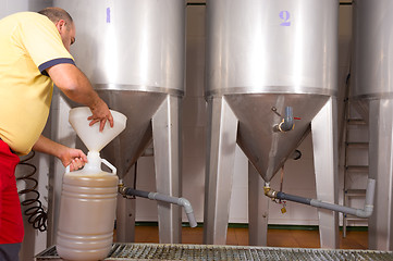 Image showing Collecting olive oil