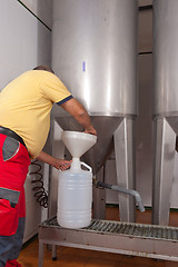 Image showing Collecting olive oil