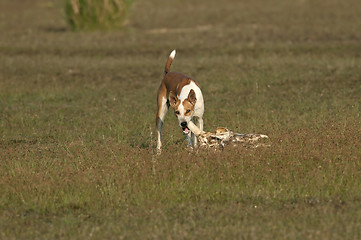 Image showing Bone