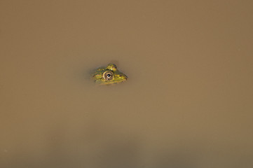 Image showing Indian Pond Frog