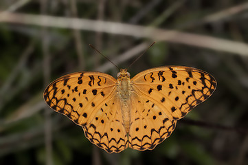 Image showing Common Leopard Butterfly