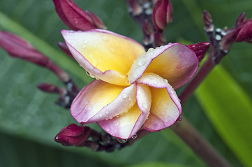 Image showing Frangipani