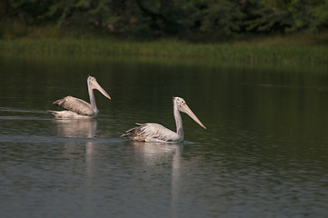 Image showing Spot Billed Pelican