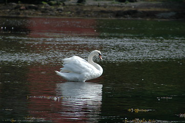 Image showing Swan_1_22.06.2005