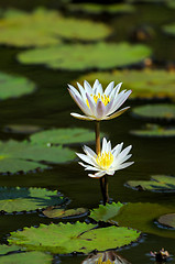 Image showing White Water Lily