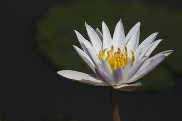 Image showing White Water Lily