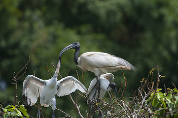 Image showing Black Headed Ibis