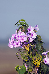 Image showing morning glory