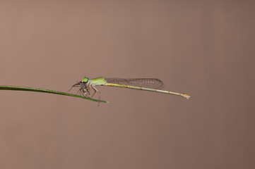 Image showing damsel fly