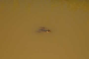 Image showing Indian Pond Frog