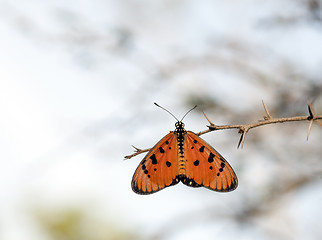 Image showing Tawny Coaster