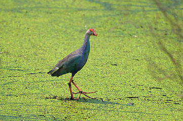 Image showing Pallikaranai