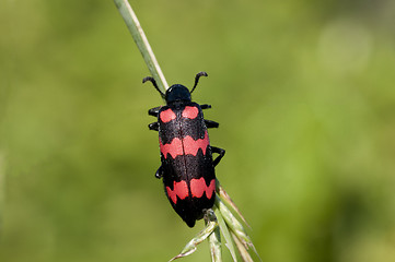 Image showing Red Blister Beetle