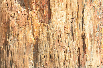 Image showing Close-up Full Frame Petrified Wood Bark