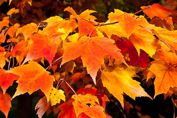 Image showing Full Frame Bunch Orange Autumn Maple Leaves Tree