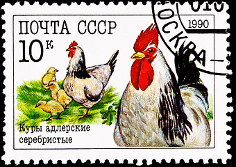 Image showing Chickens Rooster Hen Chicks Russian