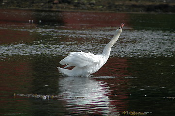 Image showing Swan_2_22.06.2005