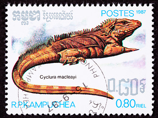 Image showing Canceled Cambodian Postage Stamp Lesser Caymans Iguana Cyclura N