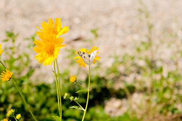Image showing Yellow Flowers and Checkered White Butterfly in New Mexico