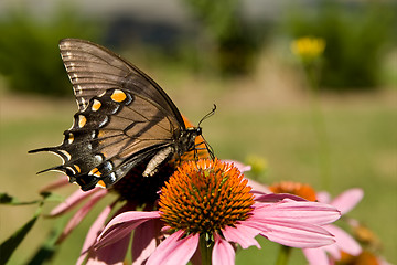 Image showing Female Eastern Tiger Swallowtail Pollenating Pink Echinacea Flow