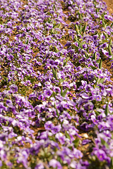 Image showing Field of Purple Pansies in a Row