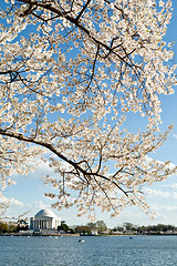 Image showing Cherry Blossoms Jefferson Memorial Washington DC