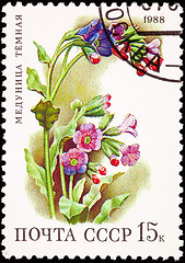 Image showing Russia Postage Stamp Flower Lungwort Plant Pulmonaria Obscura