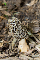 Image showing Morel Mushroom Growing in Bark Mulch