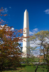 Image showing Washington Monument Autumn Framed Leaves Blue Sky