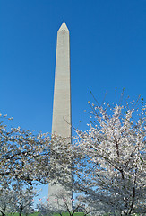 Image showing Cherry Blossoms Surrounding Washington Monument DC