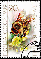 Image showing Worker Bee Collecting Pollen from Flower