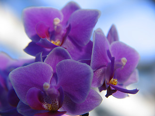 Image showing Closeup of Phalaenopsis orchid