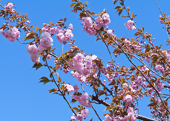 Image showing Cherry Tree in Full Blossom Pink Flowers Blue Sky