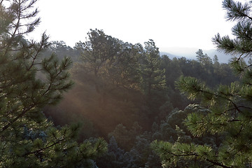 Image showing Sunrise in a New Mexico Pine Forest