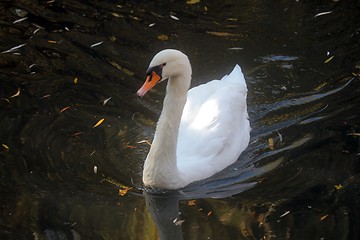 Image showing Swan