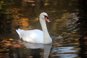 Image showing Swan