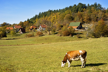 Image showing Cow  on a field