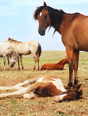 Image showing Herd of horses 