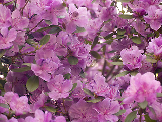 Image showing Rhododendron dauricum in blossom