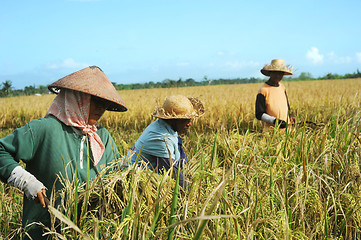 Image showing Rice field