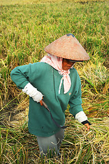 Image showing Rice field worker