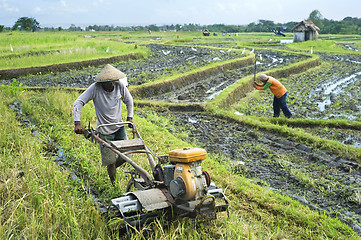 Image showing Rice field