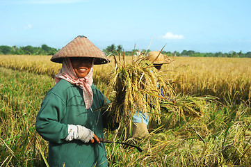 Image showing Rice field worker