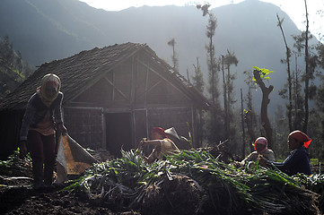 Image showing Harvest