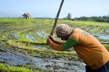 Image showing Rice field worker